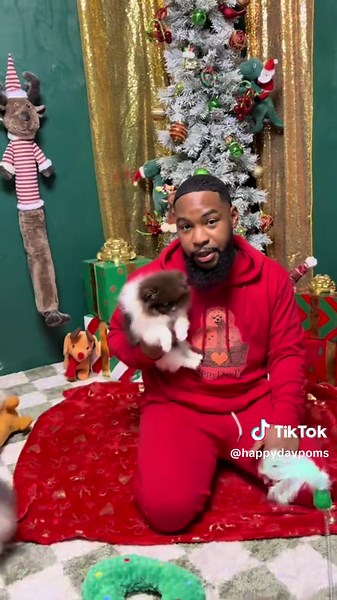 Adorable Pomeranian Puppies Available for Adoption