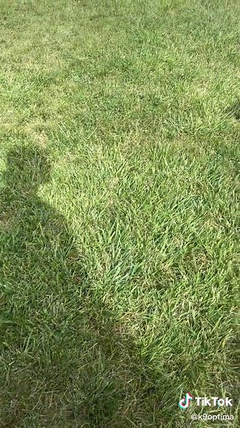 Working a Reactive GSD and Loose Dog Encounter | Close Call