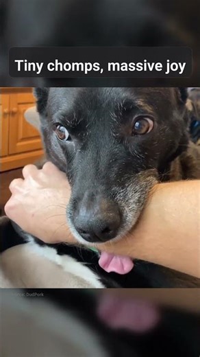 My dog's adorable 'chomper' moment