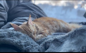 【choco小姐的日常】周末和猫一起补觉 （结尾踩奶