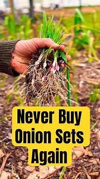 Best Way to Grow Onions (Stronger Growth, and No Transplant Shock!)