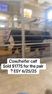 3.6K views · 73 reactions | #california #cattle #subastadeganado #cattleauctions #cattlemarket #ganado #californiacattle #calicattleco #hornedcattle #corriente | Jonathan Bell | Facebook