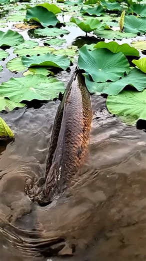 🐠 OMG! You Won't BELIEVE This Fish Bite! 🎣 #fishing #fishbite