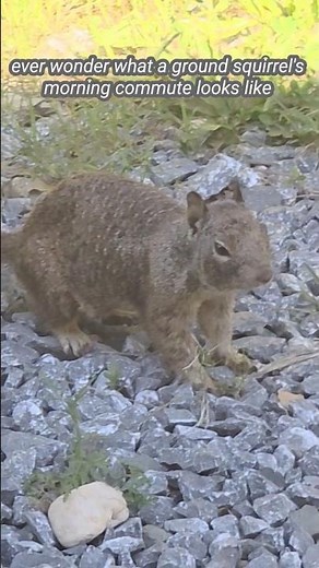 The Secret Morning Commute of a Ground Squirrel 🐿️ | Wildlife Daily