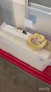 161K views · 1.6K reactions | FEEDING MY BEAUTIFUL WESTERN...