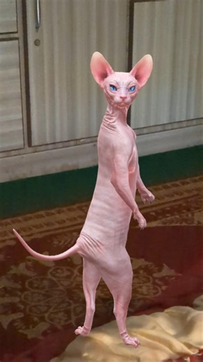 dancing sphinx cat #sphinxsecrets #sphynxcat #catvideos #catmemes #dancingvedio