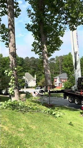 This Tree Was One Storm From Falling