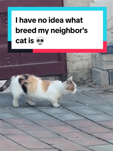 Mystery Cat Breed Next Door