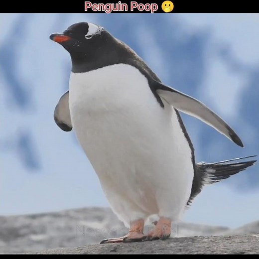 Why Do Penguins Throw Poop Away 🤔