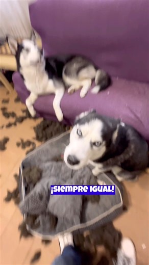 657K views · 10K reactions | Balto a roto su cama y Max lo ha vigilado, pero el cachorro no le hace caso  #huskylife #comedy #perrosgraciosos #talkingdog #cachorro | Max the husky | Facebook