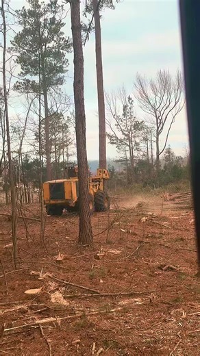 😂 #logger #logging #forestry #tigercat #fyp | cat