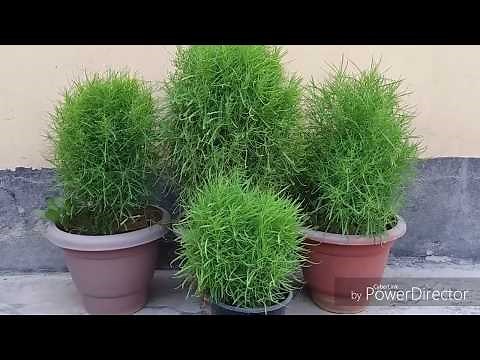 How to grow and care for kochia / burning bush ? .