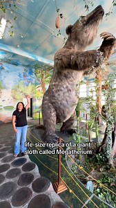 The Guyana National Museum in Georgetown, Guyana has a life-size replica of a giant sloth called Megatherium. The replica is a highlight of the museum and is made from fossils of the extinct animal. 📍 water street | Visit Guyana