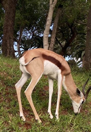 Thando_Litha (@lithacele)’s videos with Umcebo - Sjava