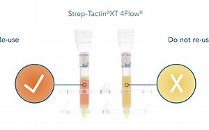三代填料Strep-Tactin®纯化蛋白