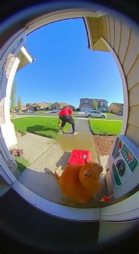 My cat decided the pizza needed a "water feature"... (Wait for the splash) 💧😼