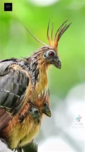 7 loài chim độc lạ thế giới