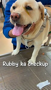 For Rubby, a pet first-aid kit is not a luxury, it’s a necessity 🐾 This all-in-one pet homeopathy kit has everything needed during emergencies and minor health issues.🐶🐾 Travel-friendly, easy to carry, and always ready to care for your fur baby ❤️‍🩹🤩 #firstaidkit #petcare #pethealth #baksonveterinary #dogsofinstagram | Rubby_the.labrador