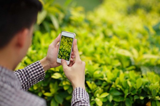 Pflanzen erkennen: 4 kostenlose Apps