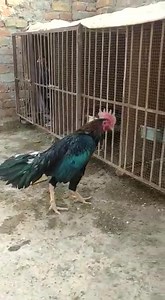 1.3K views · 32 shares | Top quality aseel bangum male available in Lahore cargo available quality seen in video WhatsApp 03134507212 | Aseel Farming And Care | Facebook