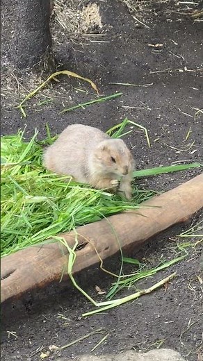 2026/7/1 東京都恩賜上野動物園