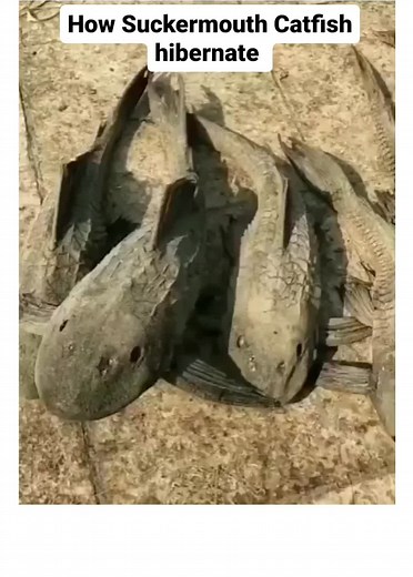 Mysterious Hibernation: Survival of the Suckermouth Catfish