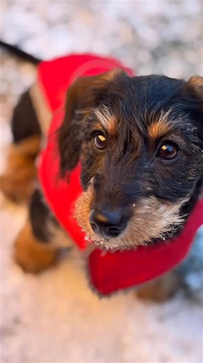 Barry has had a lovely time playing in the snow - watch to the end to see how all his snowy walks ended! 😋 #snowdog #walkies #januarywellness | Peamutt Butter