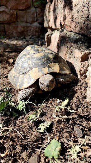 Griechische Landschildkröte Testudo hermanni neuen Gehege auf Wanderschaft Artgerechte Anlage gebaut