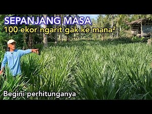 Suasembada Pakan Untuk Kambing 100 Ekor Buat Selamanya