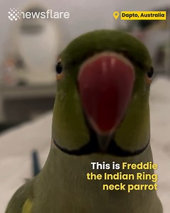 10K views · 247 reactions | Prepare to Be Charmed - This Parrot Loves Giving Kisses to Everyone! | Newsflare | Facebook