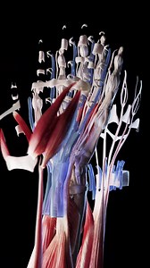 2.5K views · 191 reactions | Discover the wonders of the human hand...