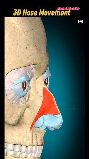 3D animation of NASALIS MUSCLE 😱 #anatomy #explore #content