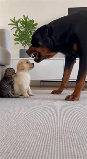 Rottweiler Barking on Tiny Kitten... But What Tiny Puppy Did Next Will Shock You!😨