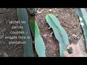 le bouturage ''Euphorbia Ingens''