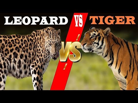 Leopard VS Tiger | Who win the Fight | The Two Big Cats