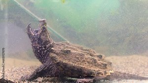 The head of a snapping turtle with its mouth open moving its tongue as bait. Snap turtle close-up. Underwater of Snapping Turtle Swimming near Bottom Making Bubbles in South Dakota.