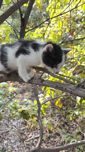 Foodie kitten online, do not disturb #FoodieCat #CatEats