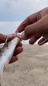 Best Saltwater Fishing Bait | Muhamad Elyasa