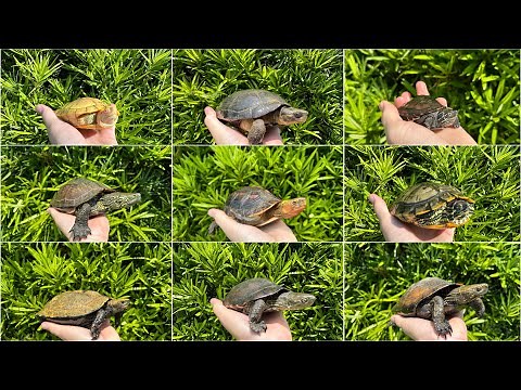 [Over 100] Introducing all the types of turtles we have at home!!