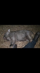 If you're wondering how Gundy, our little blind rescue wombat is doing... it's midnight, he has just finished his bottle, and he's ready for bed. | Walkabout Wildlife Sanctuary