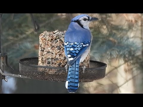 Less Mess & Birds stay longer with Seed Logs | How to make Seed Logs for Birds