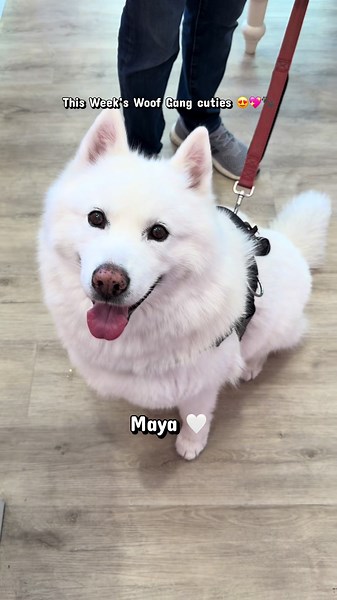 This week’s Woof Gang cuties 😍🐾 #woofgang #dogsoftiktok #cuties #fyp #dogs
