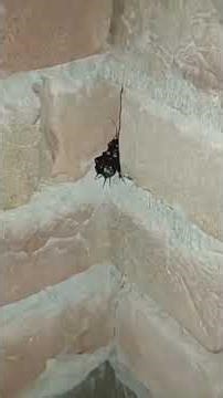 🦗Sound of the Night- Relaxing sound-insect sound #shorts