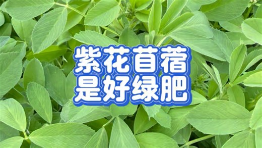 紫花苜蓿是好绿肥