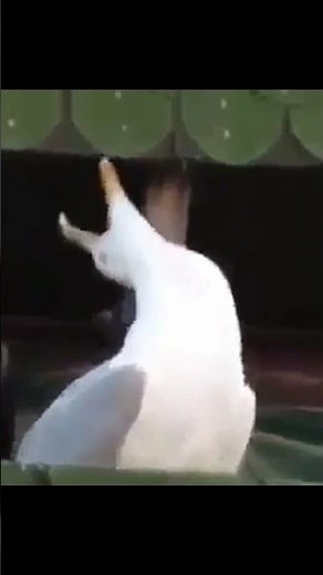 ghost sound in reverse reverb pitch #ghost #laugh #laughing #birds #meme #soundeffects