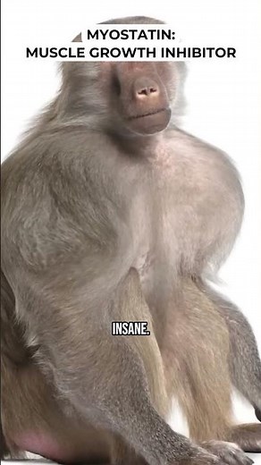 Myostatin: Muscle Growth Inhibitor