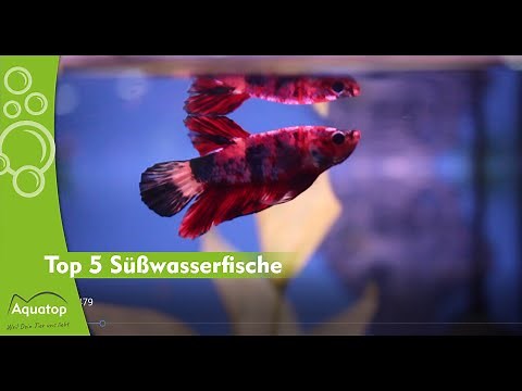 Top 5 Süßwasserfische – Diskus, Neonsalmler & mehr! | Aquatop