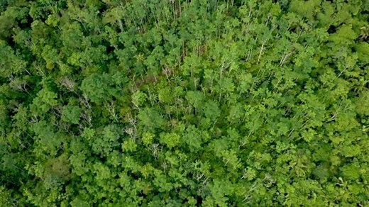 Can Technology Save Our Forests?