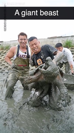 Come take a look at this beast — a giant alligator snapping turtle weighing over 100 jin (50 kg)! 🐢😲 #Wildlife #AmazingAnimals #NatureWow | ShanghaiEye