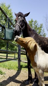 1.3M views · 66K reactions | She was so thrilled meet another horse who was just like her — and now he throws a tantrum whenever they're apart!  Keep up with Furvivors Wonderland Horse Rescue & Farm Animal Sanctuary on TikTok: https://thedo.do/furvivorsTT and Instagram: https://thedo.do/furvivorsIG. | The Dodo | Facebook